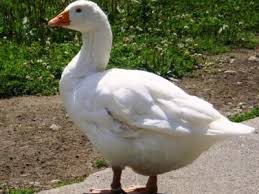 White Geese